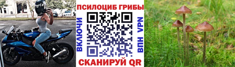 купить наркотики сайты  Злынка  Псилоцибиновые грибы Psilocybine cubensis 